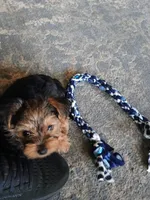 Teddy, a male Yorkshire Terrier for sale in Grant, MI – Photo 2 of 3