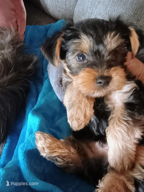Buddy – Yorkshire Terrier puppy for sale in Grant, MI