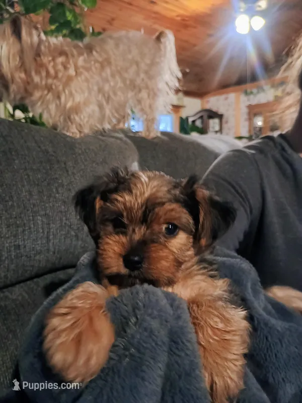 Teddy – Yorkshire Terrier puppy for sale in Grant, MI