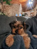Teddy, a male Yorkshire Terrier for sale in Grant, MI – Photo 1 of 3