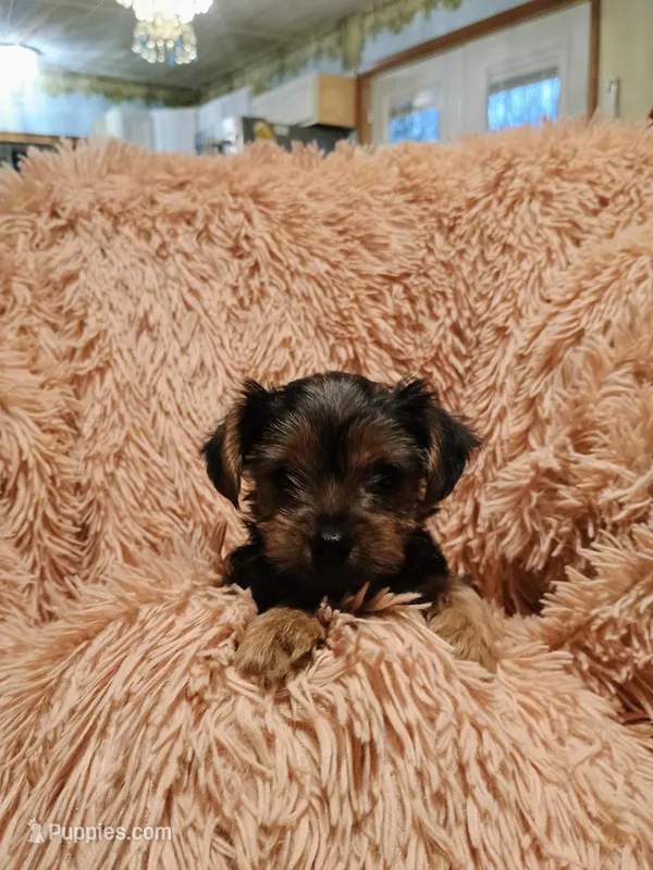Sweetie  – Yorkshire Terrier puppy for sale in Grant, MI