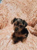 Sweetie , a female Yorkshire Terrier for sale in Grant, MI – Photo 2 of 3