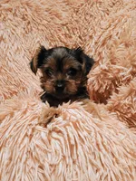 Sweetie , a female Yorkshire Terrier for sale in Grant, MI – Photo 3 of 3