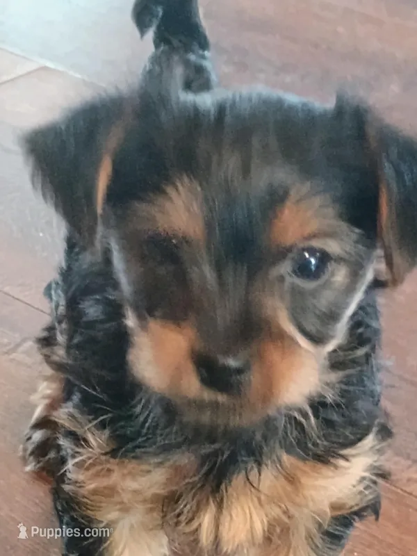 Sugar  – Yorkshire Terrier puppy for sale in Grant, MI