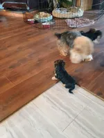 Sugar , a female Yorkshire Terrier for sale in Grant, MI – Photo 2 of 4