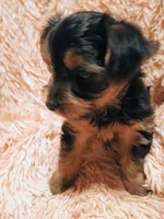 Sugar , a female Yorkshire Terrier for sale in Grant, MI – Photo 3 of 4