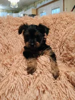 Sugar , a female Yorkshire Terrier for sale in Grant, MI – Photo 4 of 4