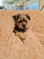 Dolly, a female Yorkshire Terrier for sale in Grant, MI – Photo 4 of 4