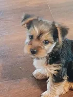 Dolly, a female Yorkshire Terrier for sale in Grant, MI – Photo 1 of 4