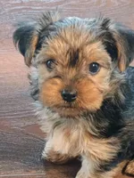 Dolly, a female Yorkshire Terrier for sale in Grant, MI – Photo 2 of 4