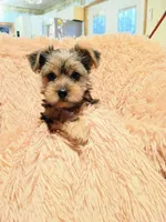 Dolly, a female Yorkshire Terrier for sale in Grant, MI – Photo 3 of 4