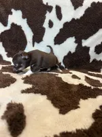 Girl 1, a female Chihuahua for sale in Yorktown, TX – Photo 5 of 6