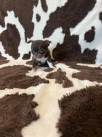 Girl 1, a female Chihuahua for sale in Yorktown, TX – Photo 4 of 6