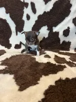 Girl 1, a female Chihuahua for sale in Yorktown, TX – Photo 2 of 6