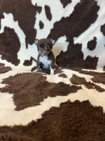 Girl 1, a female Chihuahua for sale in Yorktown, TX – Photo 6 of 6