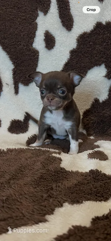 Girl 1 – Chihuahua puppy for sale in Yorktown, TX
