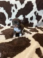 Girl 1, a female Chihuahua for sale in Yorktown, TX – Photo 3 of 6