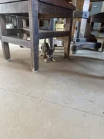 Gus , a male Chihuahua for sale in Yorktown, TX – Photo 4 of 5