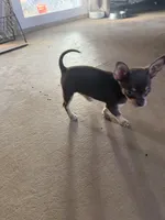 Gus , a male Chihuahua for sale in Yorktown, TX – Photo 3 of 5