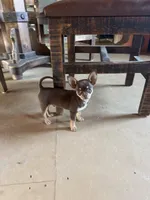 Gus , a male Chihuahua for sale in Yorktown, TX – Photo 2 of 5
