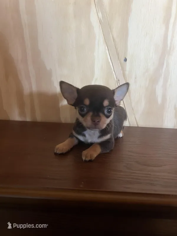 Boy 2  – Chihuahua puppy for sale in Yorktown, TX