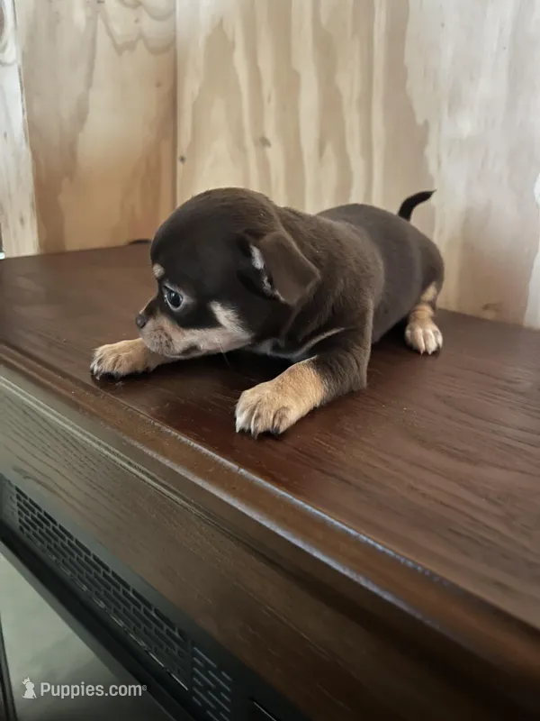 Boy 1 – Chihuahua puppy for sale in Yorktown, TX