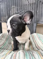 FurBabyTwo, a male French Bulldog for sale in Knoxville, TN – Photo 5 of 5