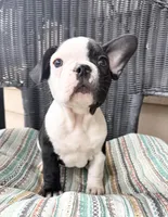 FurBabyTwo, a male French Bulldog for sale in Knoxville, TN – Photo 4 of 5