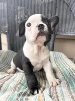 FurBabyTwo, a male French Bulldog for sale in Knoxville, TN – Photo 3 of 5