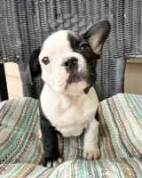 FurBabyTwo, a male French Bulldog for sale in Knoxville, TN – Photo 1 of 5