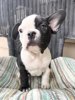 FurBabyTwo, a male French Bulldog for sale in Knoxville, TN – Photo 2 of 5