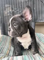FurBabyOne, a female French Bulldog for sale in Knoxville, TN – Photo 2 of 6