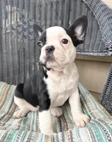 FurBabyThree, a female French Bulldog for sale in Knoxville, TN – Photo 4 of 5