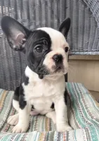 FurBabyThree, a female French Bulldog for sale in Knoxville, TN – Photo 2 of 5