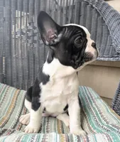 FurBabyThree, a female French Bulldog for sale in Knoxville, TN – Photo 5 of 5