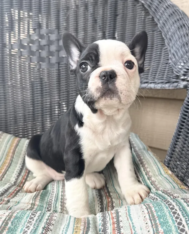 FurBabyThree, a female French Bulldog for sale in Knoxville, TN – Photo 1 of 5