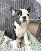 FurBabyThree, a female French Bulldog for sale in Knoxville, TN – Photo 3 of 5