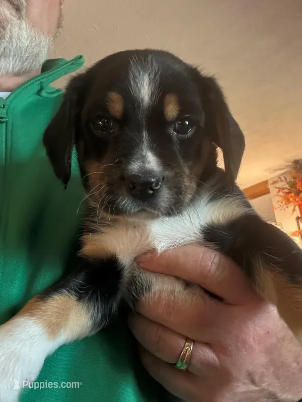 Buddy 1 – Beagle puppy for sale in Indianapolis, IN