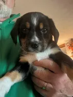Buddy 1, a male Beagle for sale in Indianapolis, IN – 1 of 3