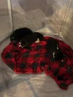Buddy 1, a male Beagle for sale in Indianapolis, IN – 2 of 3