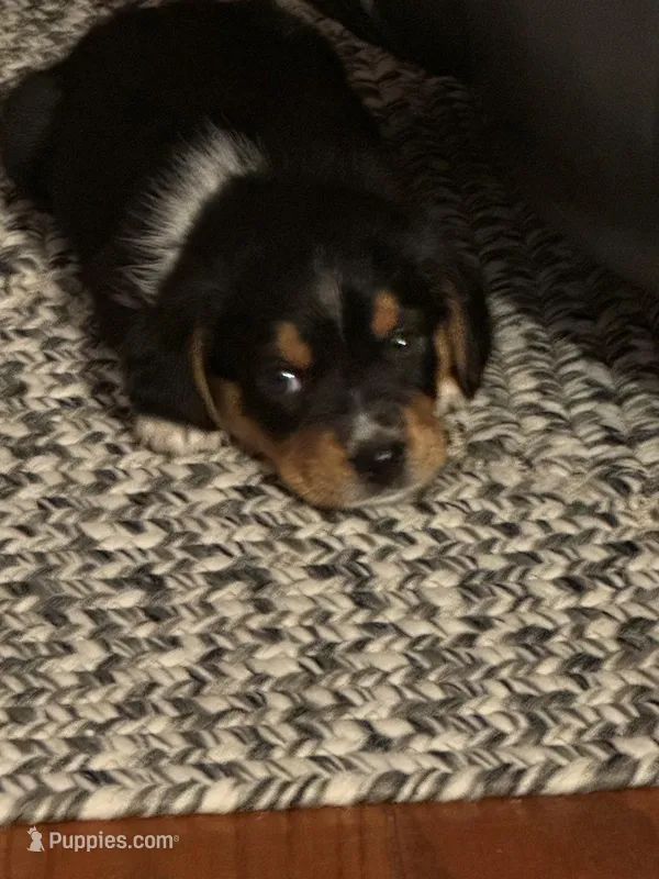 Dolly – Beagle puppy for sale in Indianapolis, IN