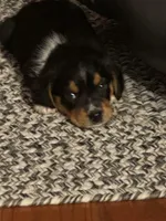 Dolly, a female Beagle for sale in Indianapolis, IN – 1 of 3