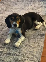 Dolly, a female Beagle for sale in Indianapolis, IN – 3 of 3