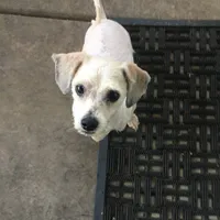 Chipsy, a male Bichon Frise and Lhasa Apso for sale in Scottsdale, AZ – Photo 2 of 4