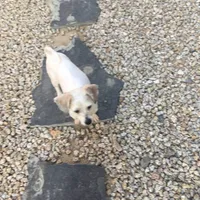 Chipsy, a male Bichon Frise and Lhasa Apso for sale in Scottsdale, AZ – Photo 4 of 4