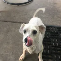 Chipsy, a male Bichon Frise and Lhasa Apso for sale in Scottsdale, AZ – Photo 3 of 4
