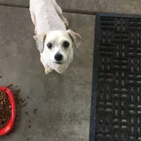 Chipsy, a male Bichon Frise and Lhasa Apso for sale in Scottsdale, AZ – Photo 1 of 4