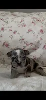 Avatar, a male French Bulldog for sale in Lincolnton, NC – 3 of 4