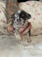 Stella, a female French Bulldog for sale in Lincolnton, NC – 4 of 8