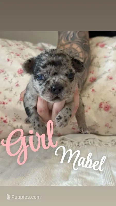 Mabel – French Bulldog puppy for sale in Lincolnton, NC